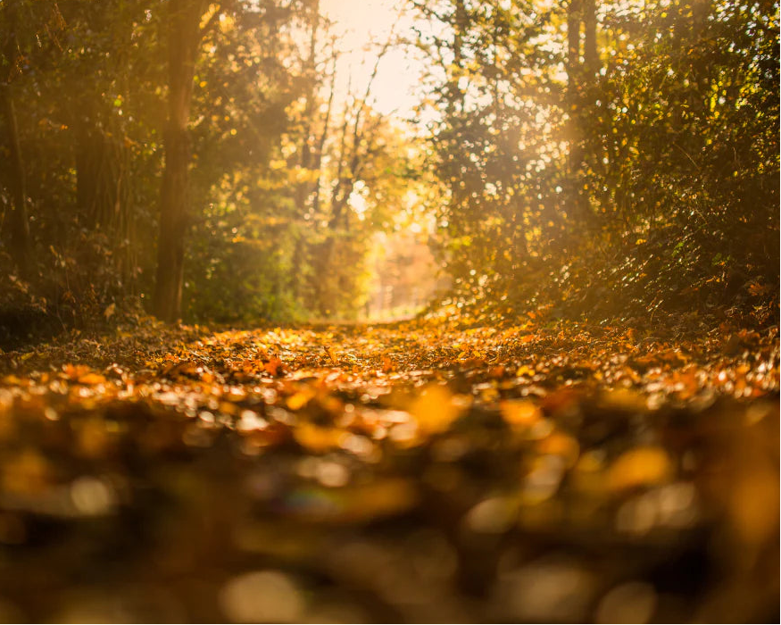 Fragancia hojas premium