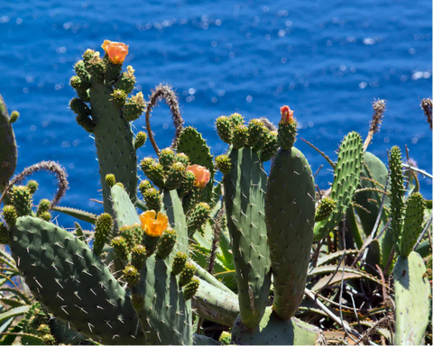 Fragancia cactus blossom premium