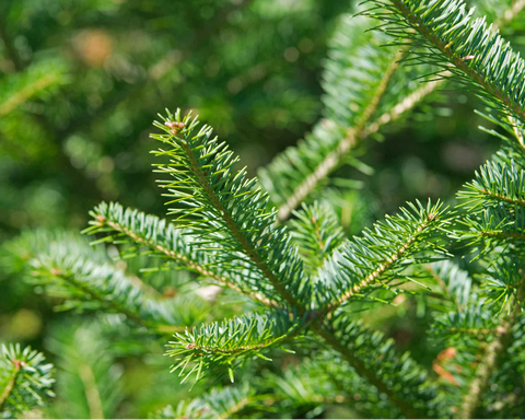 Fragancia pino navideño